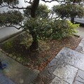 生垣からフェンスへ画像4