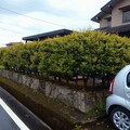 生垣からフェンスへ画像3